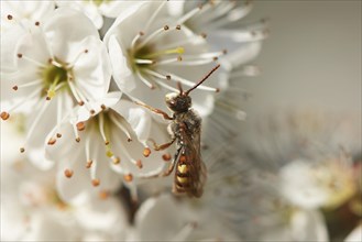 Close-up of a wild bee on a Blackthorn or sloe (Prunus spinosa) lossom in spring