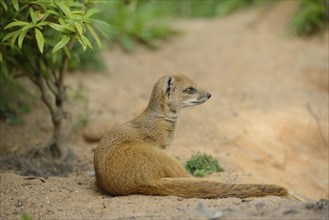 Close-up of a yellow mongoose (Cynictis penicillata) in spring