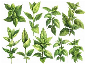Detailed botanical illustration of various green herb leaves, AI generated