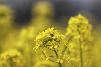 A close-up of bright yellow mustard flowers in bloom with a blurred background