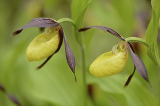 Close-up of lady's-slipper orchid (Cypripedium calceolus) blossoms in a forest in spring, Upper