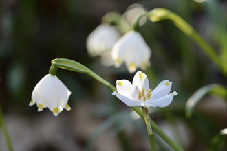 Spring Snowflake (Leucojum vernum) blossoms in a forest on a sunny evening in spring