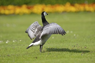 Close-up of a barnacle goose (Branta leucopsis) on a meadow in spring