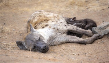 Spotted hyenas (Crocuta crocuta), adult female, lying down, suckling her young, Kruger National