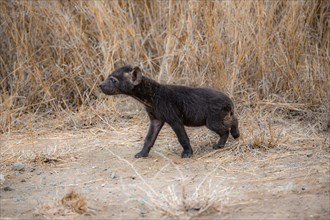 Spotted hyenas (Crocuta crocuta), male young, Kruger National Park, South Africa, Africa