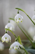 Close-up of Spring Snowflake (Leucojum Vernum) blossoms in a forest in spring