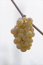Vine, grapevine, branch with an umbel of grapes and dewdrops, Moselle, Rhineland-Palatinate,