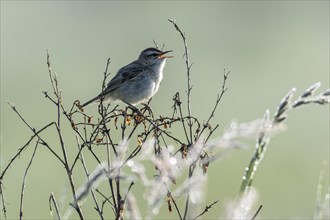 Sedge warbler (Acrocephalus schoenobaenus), Lower Saxony, Germany, Europe