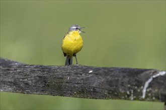 Western yellow wagtail (Motacilla flava), Lower Saxony, Germany, Europe