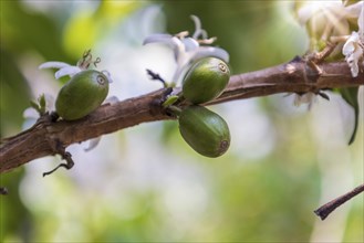 Plantation of arabica, bourbon, caturra and catuai coffee beans in Guaetmala near Antigua