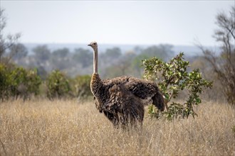 Common ostrich (Struthio camelus), adult female, in dry grass, Kruger National Park, South Africa,