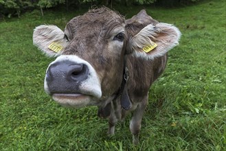 Allgaeu cow on a meadow, portrait, Bad Hindelang, Allgaeu, Bavaria, Germany, Europe