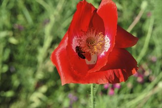 Poppy flower (Papaver rhoeas), flower meadow, Baden-Wuerttemberg, Germany, Europe, Red poppy in