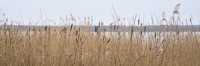 Reeds on the shore of Lake Zierker See, Neustrelitz, Mecklenburg-Vorpommern, Germany, Europe