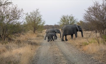 African elephant (Loxodonta africana), group with young animal crossing the road, African savannah,
