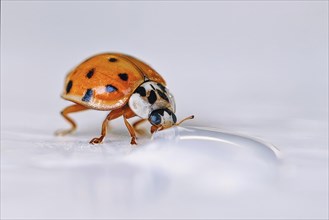 A ladybird drinking drops of water on a white surface, showing fine details and sharp colours