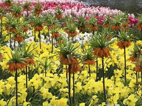 Various spring flowers such as imperial crown, daffodils and tulips in bright colours, many