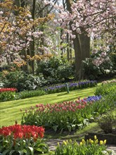 Blooming tulips and cherry blossoms in a well-kept garden with green lawns, many colourful,