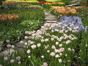 Stone path through a lively field of colourful tulips and other spring flowers in the garden, many