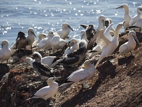 A large group of birds sitting on rocks by the sea, illuminated by sunlight, Heligoland, germany