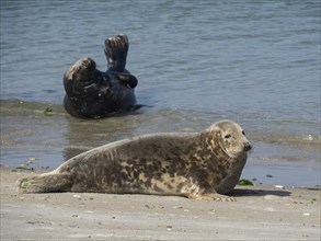 Two seals on the beach, one lying in the sand, the other lying on his back in the water,