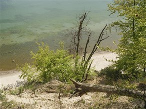 A rocky coastline with a sloping sandy beach, trees and clean water, Green trees on a Baltic Sea