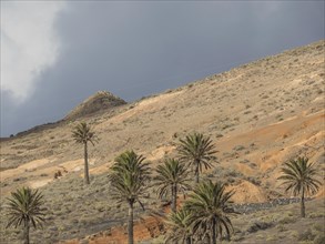 Stony desert landscape with palm trees and hills under a cloudy sky, Lanzarote, Spain, Europe