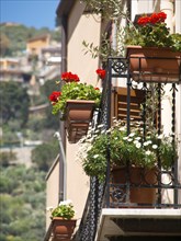 Blooming balcony in an italian city on a sunny day with hills in the background, palermo in sicily