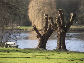 Two tree stumps near a lake and a bench in a bare winter landscape, autumn time at a lake with