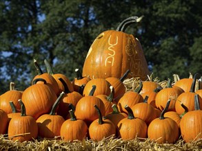 Many pumpkins, including one with engraved USA lettering, in a field of hay, orange pumpkins on