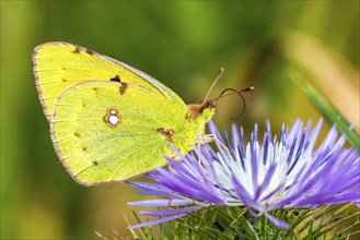 Clouded Yellow, Colias croceus, butterfly, Albania, Europe