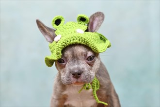 Cute young Lilac Brindle French Bulldog dog puppy with knitted frog hat
