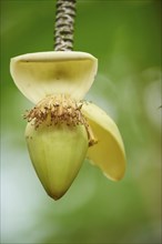 Close-up of a Banana (Musa x paradisiaca) blossom