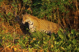 Jaguar (Panthera onca) Pantanal Brazil