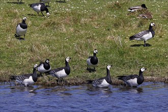 Barnacle geese, barnacle geese (Branta leucopsis), flock in a meadow by the water, North Sea coast,