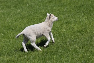 Domestic sheep (Ovis gmelini aries), lamb running up the dyke, baby animal, Wedeler Elbmarsch,