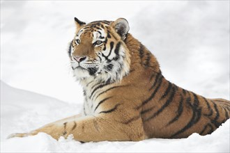 Close-up of a Siberian tiger (Panthera tigris altaica) on a snowy day in winter, captive