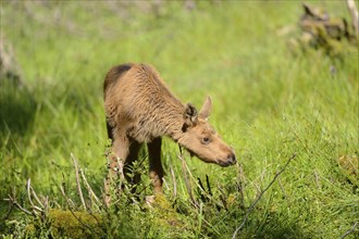 Close-up of a Eurasian elk (Alces alces) youngster in a forest in early summer, Bavarian Forest