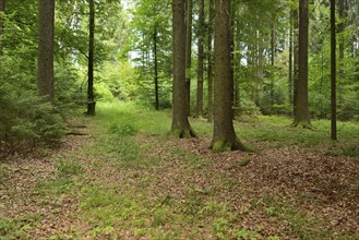 Landscape of a mixed forest in summer, Bavaria, Germany, Europe