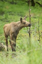 Close-up of a Eurasian elk (Alces alces) youngster in a forest in early summer, Bavarian Forest