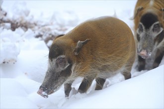 Close-up of a red river hog (Potamochoerus porcus) in winter