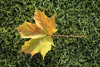 Close-up of Norway maple (Acer platanoides) leaves on a meadow in autumn