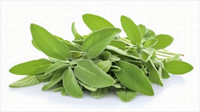 A bundle of fresh green sage leaves on a white background, AI generated