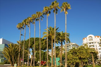 Palm Trees in a Sunny Day in City of Cannes, Cote d'azur, France, Europe
