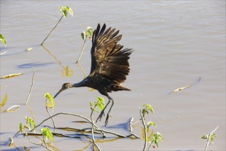 Limpkin (Aramus guarauna) Pantanal Brazil