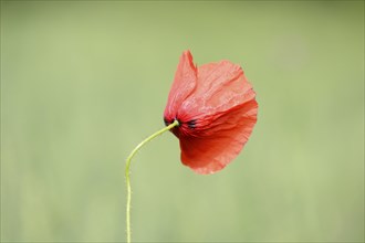 Close-up of a corn poppy (Papaver rhoeas) blossom in a cornfield in spring