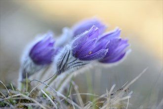 A group of Pulsatilla (Pulsatilla vulgaris) blooms in the grassland on a evening in early spring,