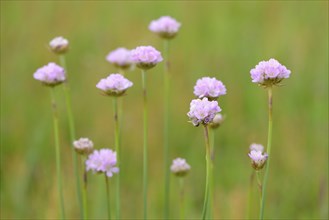 Sea thrift (Armeria maritima subsp. elongata) blossoms