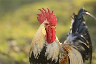 Portrait of a rooster on a meadow in spring