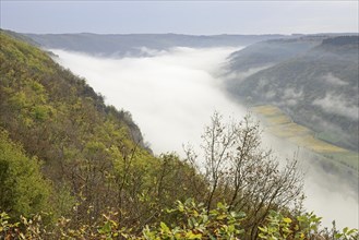 View over the foggy Moselle valley, autumn atmosphere, Moselle, Rhineland-Palatinate, Germany,